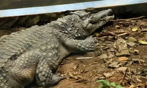 Crocodile rescued from flood-hit area in Faisalabad Crocodile rescued from flood-hit area in Faisalabad