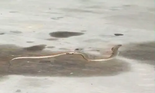 Man dies of snake-bite in Rawalpindi