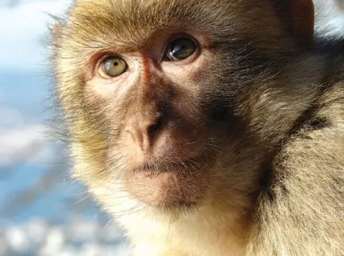Indonesia traps monkey to end two-week rampage that wounded 18 people on Sumatra island Indonesia traps monkey to end two-week rampage that wounded 18 people on Sumatra island
