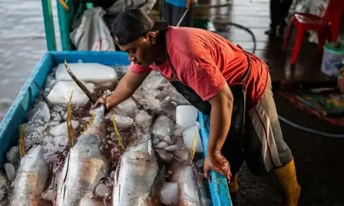 No catch for the day: Pakistan's tuna trade caught in US-Iran crossfire