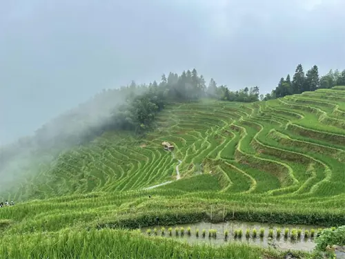 Misty rice terraces of Hunan prove popular with visitors