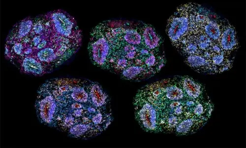 Oldest human brain cells grown in lab &lsquo;recorded passage of time&rsquo;