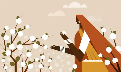 Surge in cotton production in Sindh