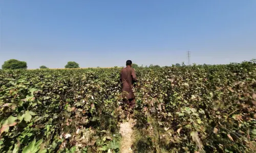 HOW PAKISTAN LOST ITS COTTON HOW PAKISTAN LOST ITS COTTON