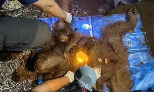 Indonesia rescues orangutan mother and baby from wildfire haze Indonesia rescues orangutan mother and baby from wildfire haze