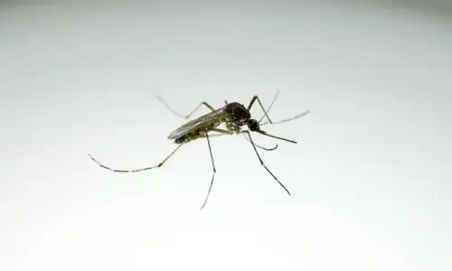 Health dept springs into action after chikungunya outbreak in KP's Nowshera Health dept springs into action after chikungunya outbreak in KP's Nowshera