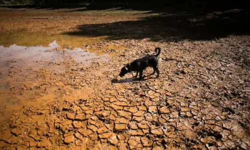 75pc chance of 'historic' El Nino this year: US agency