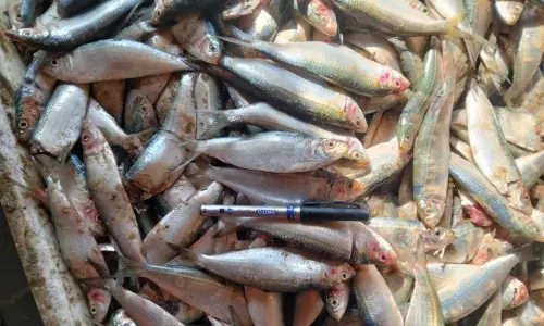 These Baloch fishermen don&rsquo;t want fast food