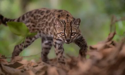New cat species identified in Bolivia, first in over a century