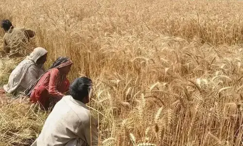 Trading Corporation of Pakistan gets offers in wheat tender