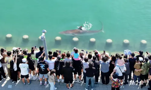 Shark stranded in South Korean canal draws 600,000 visitors as rescue bid fails Shark stranded in South Korean canal draws 600,000 visitors as rescue bid fails