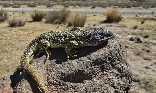 Peru, already home to over 290 lizard species, finds a new one