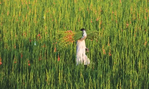 Farming reform
