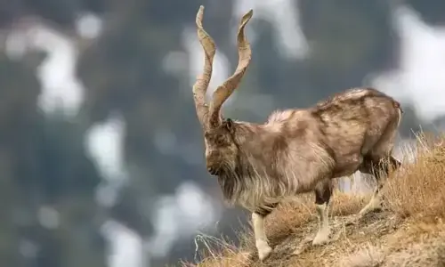 Trophy hunting permit auctions in KP fetch $1.21m, 'highest-ever in Pakistan's history'