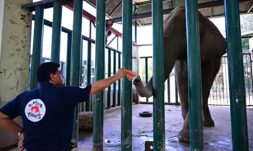 Sri Lankan doctor joins efforts to save elephant Madhubala in Karachi Sri Lankan doctor joins efforts to save elephant Madhubala in Karachi