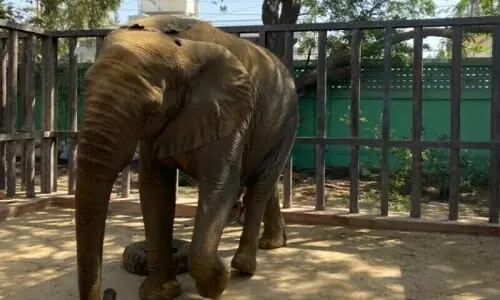 Sri Lankan vet returns home amid concerns over Madhubala’s health Sri Lankan vet returns home amid concerns over Madhubala’s health