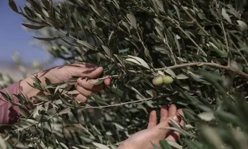 Palestinians fear violent olive harvest ahead of Israeli elections Palestinians fear violent olive harvest ahead of Israeli elections