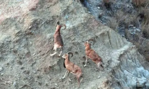 20 booked for illegal hunting in Lahore