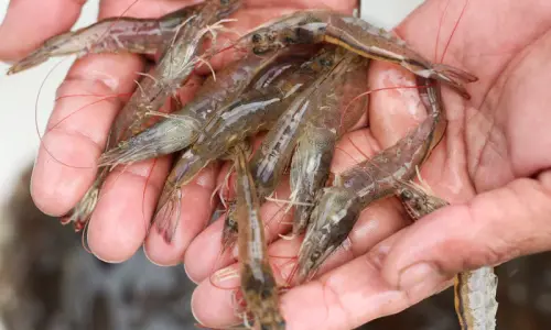 In bid to boost exports, govt sets 120-day deadline to prepare roadmap for expanding shrimp farming