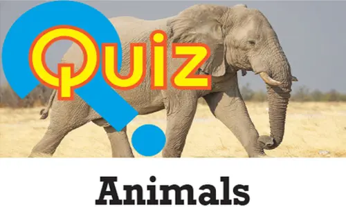 Quiz: Animals Quiz: Animals