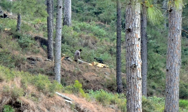 A picture showing illegal wood cutting underway at Sarosi Village.— Photo by Writer