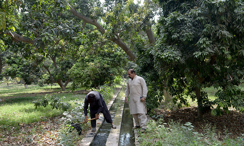 In this photograph taken on May 10, 2014, Pakistani mango grower Muhammad Ali (R) looks on as he inspects a labourer undertaking irrigation work on his mango farm some 40 kilometres north-east of the central city of Multan.  — Photo by AFP