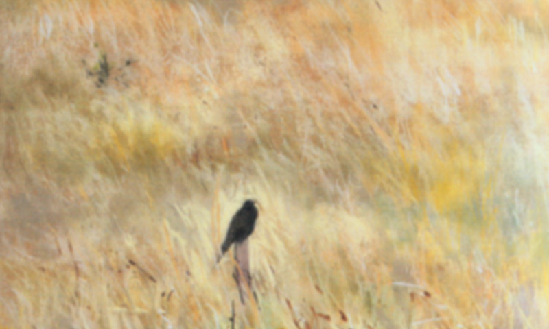 Untitled, Rahat Naveed Masud