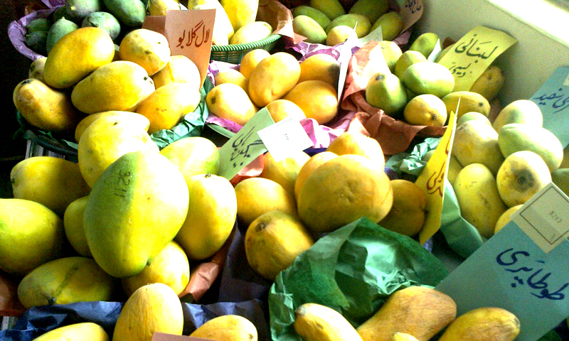 آموں کی ان اقسام سے عام لوگ ناواقف ہوتے ہیں۔ —. فوٹو اوپن سورس میڈیا