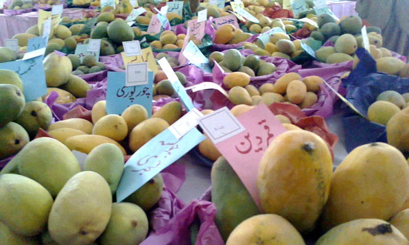 آموں کی کچھ غیر معروف قسمیں۔ —. فوٹو اوپن سورس میڈیا