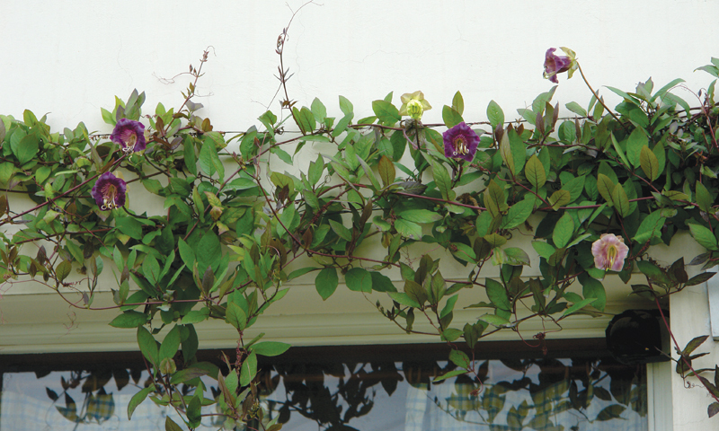 Cobaea scandens