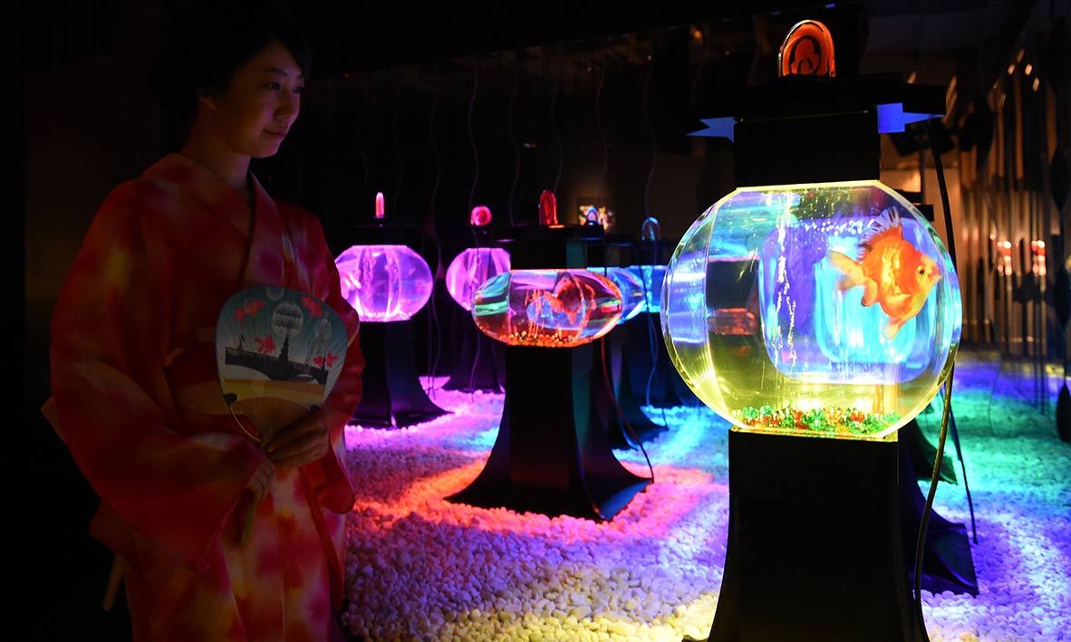 A young woman wearing the summer Kimono, “Yukata” watches goldfish during the press preview of “Eco Edo Nihonbashi Art Aquarium 2014” exhibition in Tokyo. -AFP Photo