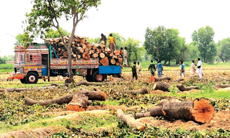 Trees being removed from land purchased by the Punjab government for setting up the coal-fired power plant .— Photo by Dawn