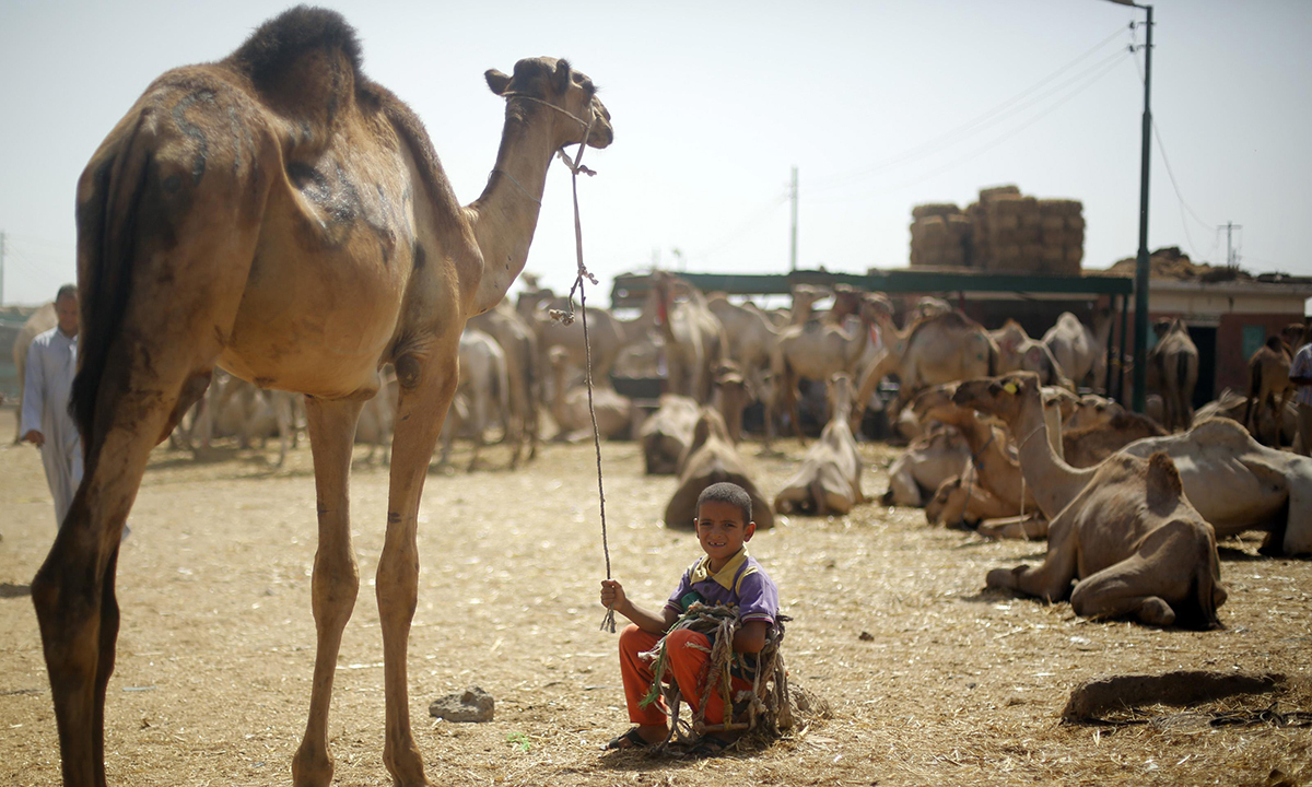 African Cameltoe