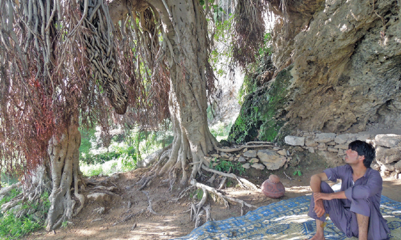  There are several centuries-old Banyan trees.