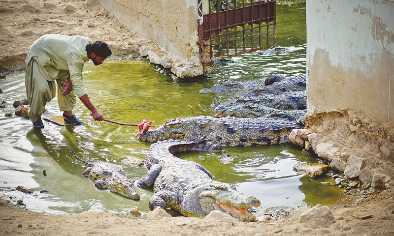 CROCODILES living in a pond next to the Sakhi Sultan Manghopir shrine are occasionally given meat by devotees who rarely visit it. The four-day Sheedi Mela at the mausoleum has been discontinued since 2010 due to security threats.—Fahim Siddiqi / White Star