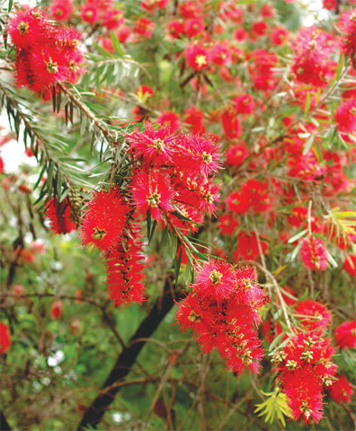   Bottle brush. — Photos by the writer