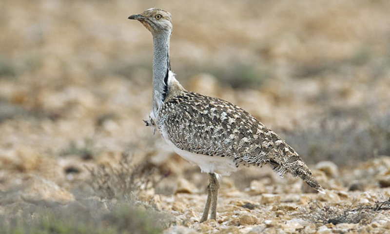 The Houbara Bustard is an endangered bird, whose meat is valued by the Arab falconers as an aphrodisiac.   - AFP/file