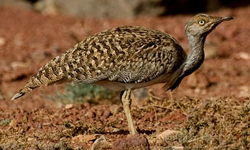 The hunting of the Houbara bustard by Pakistanis is banned under wildlife laws. —File photo