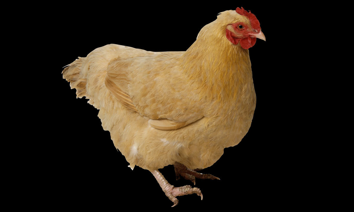 — آن لائن فوٹو
