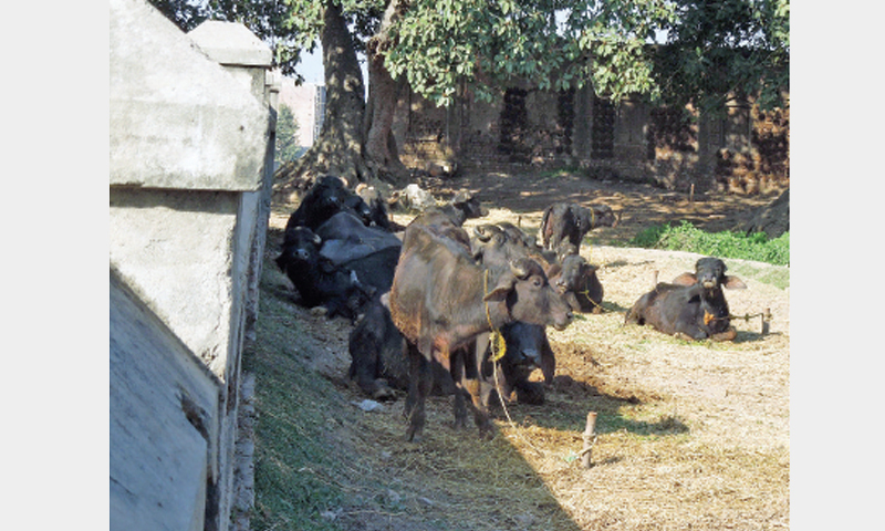 CATTLE tied next to the monument’s boundary wall.