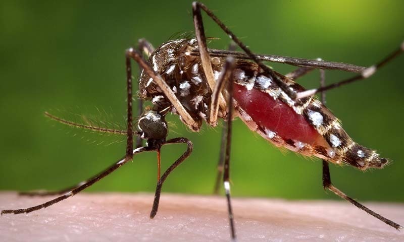 A mosquito is shown in this 2006 Center for Disease Control (CDC) handout file photograph. — Reuters/file A mosquito is shown in this 2006 Center for Disease Control (CDC) handout file photograph. — Reuters/file