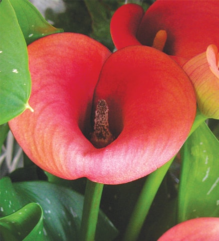 Anthurium