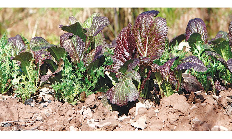 Re-balanced clay soil is plant friendly / Photos by the writer