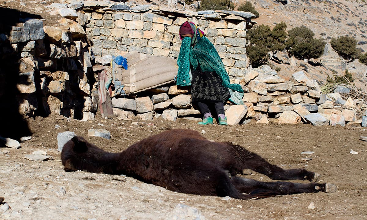 A woman mourns her donkey after discovering it had fallen ill and died in Ait Sghir.