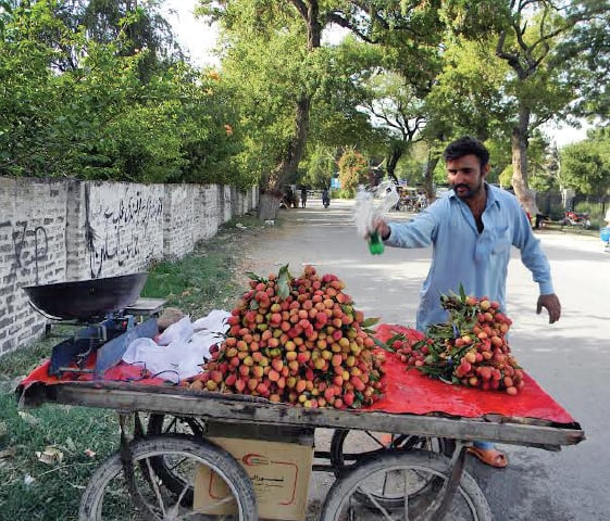 A vendor sells Khanpuri lychee on Museum Road.