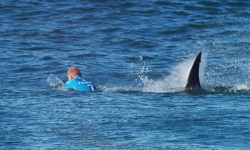 Fanning knocked off his board by an attacking shark