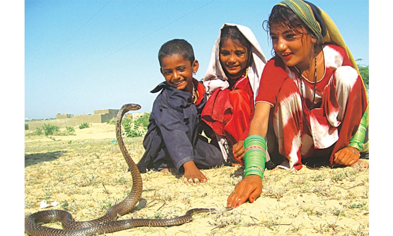 Barefooted children of Jogi Daro Colony play with snakes and other reptiles instead of toys