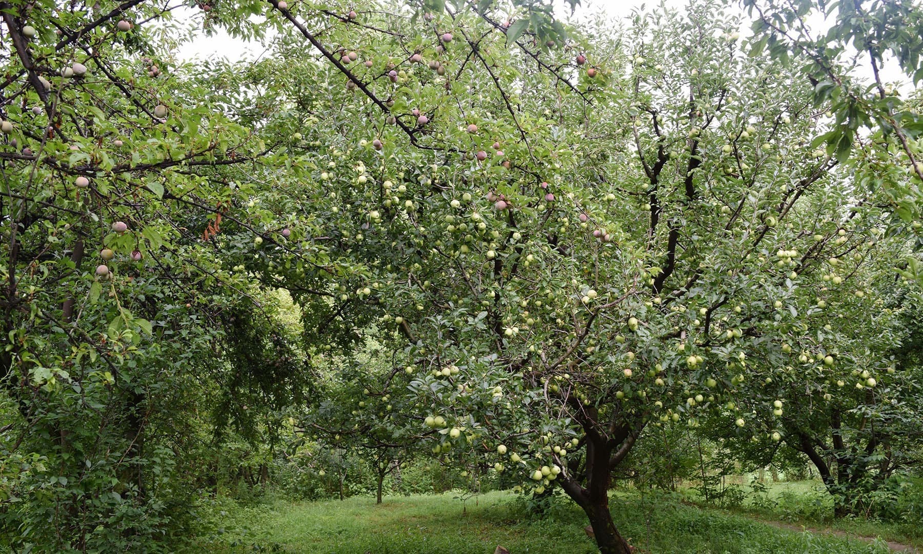 Trees of Fransisi apples and local plums are face to face.