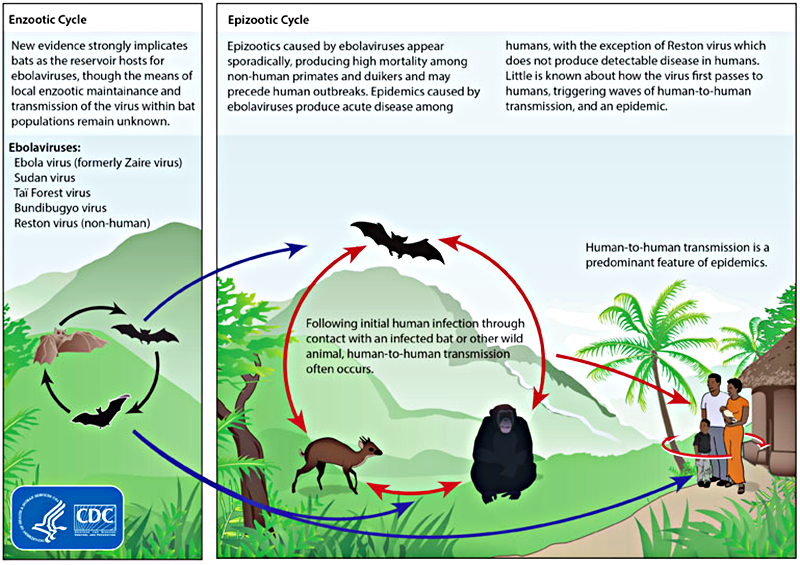 Life cycles of the Ebolavirus. —Wiki Commons