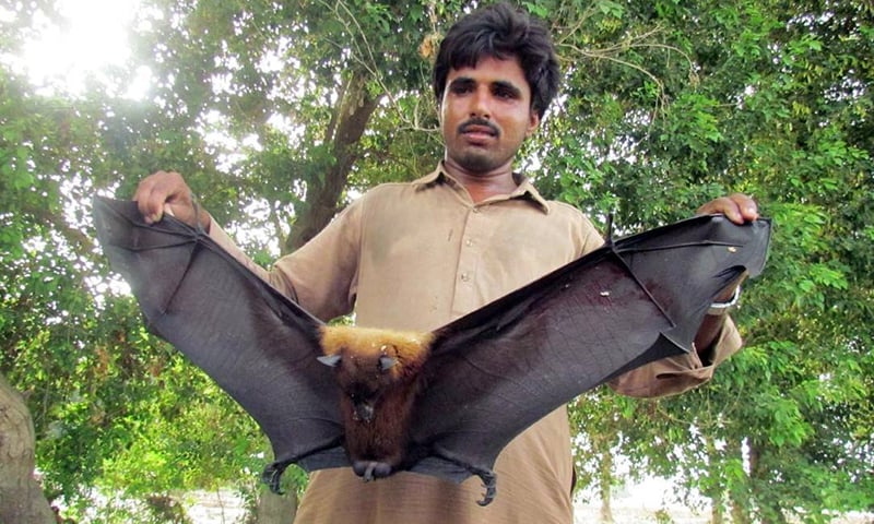 It doesn't happen often, but fruit bats can transmit lethal viruses. —ONLINE